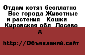 Отдам котят бесплатно  - Все города Животные и растения » Кошки   . Кировская обл.,Лосево д.